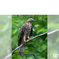 گونه سارگپه جنگلی European Honey Buzzard